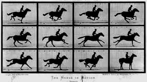 Muybridge